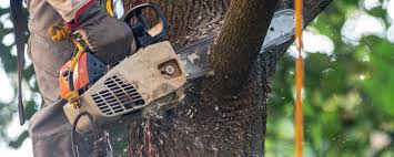 How Our Tree Care Process Works  in  Baldwin, MI